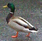 duck walking through a parking lot